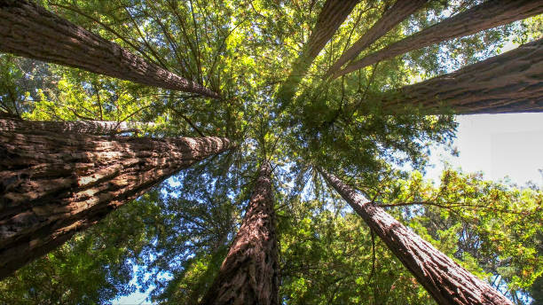 How Our Tree Care Process Works  in Laureldale, PA